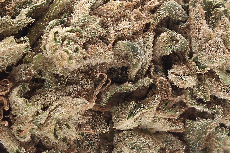 Silver Haze Up Close