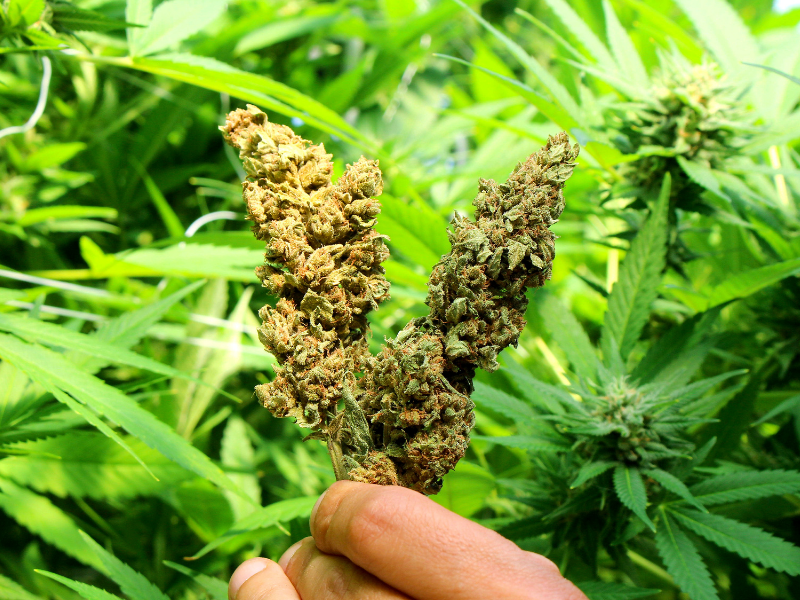 legal pot 2020