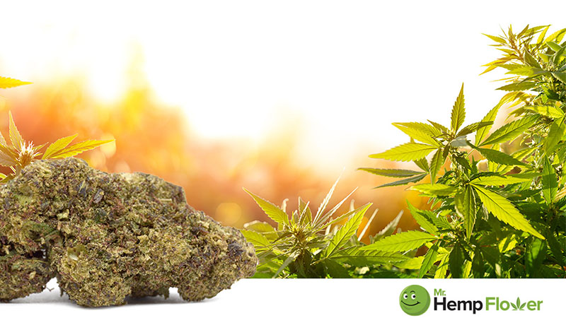 HHC Flower in Illinois Laws