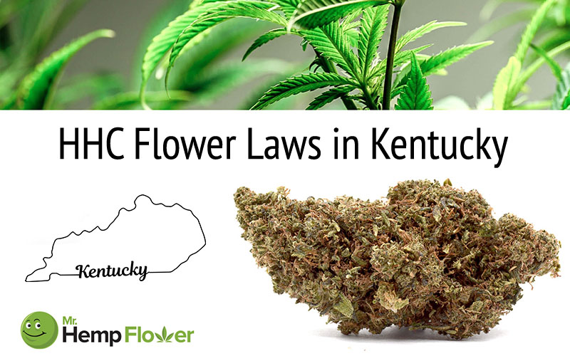 HHC Flower in Kentucky