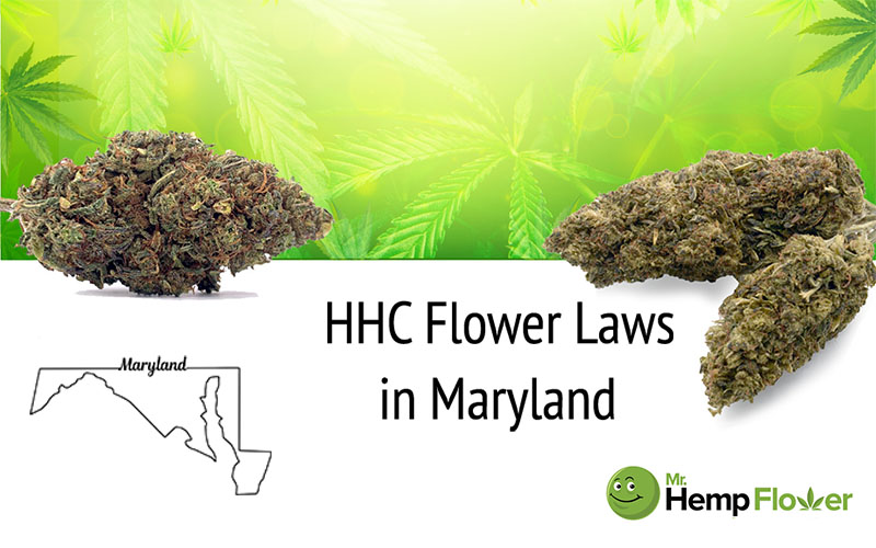 HHC Flower in Maryland