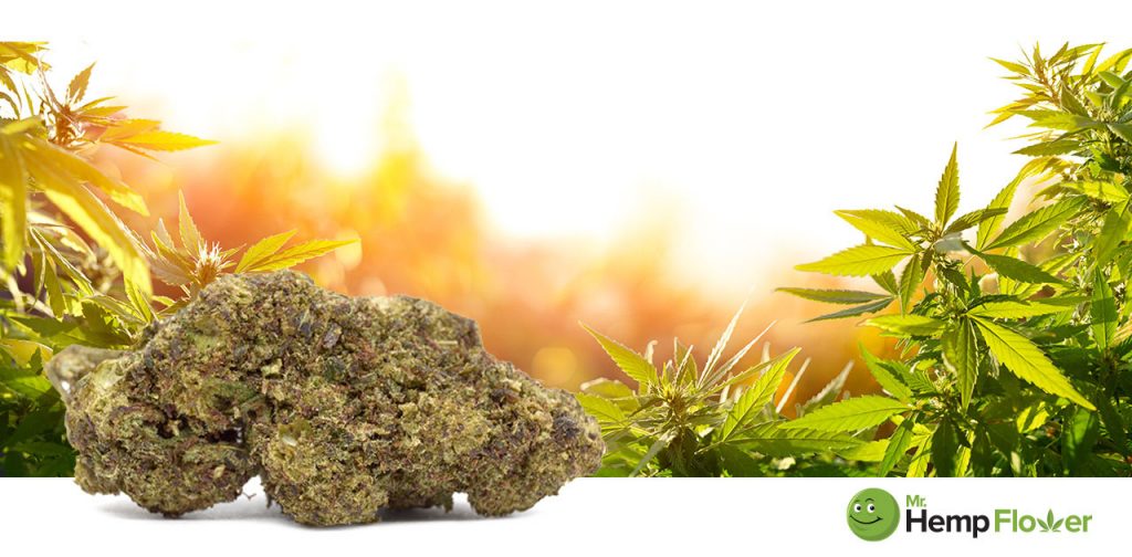 HHC Flower in Michigan Laws