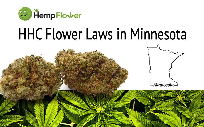 HHC Flower in Minnesota