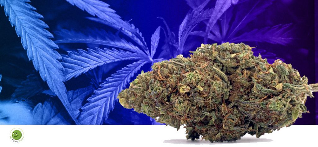 HHC Flower in Montana Laws