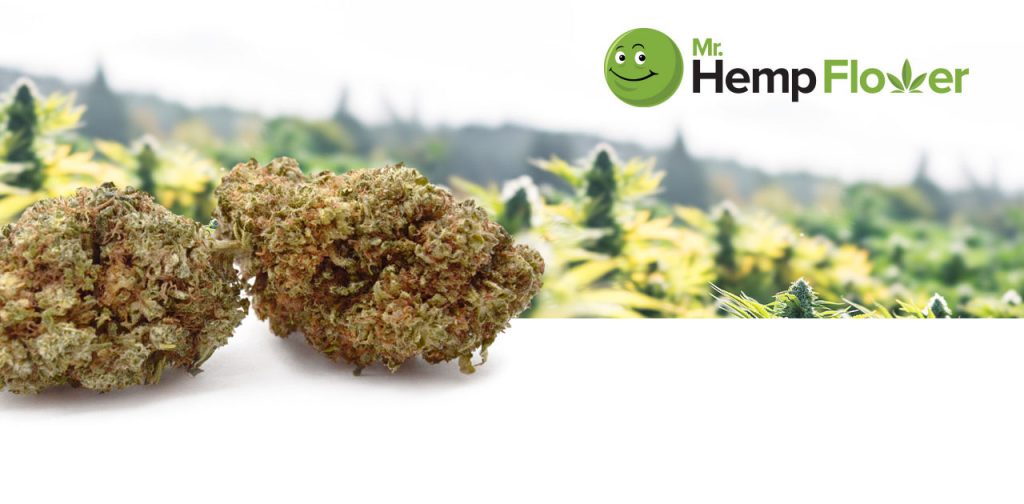 HHC Flower Vs. Delta 9