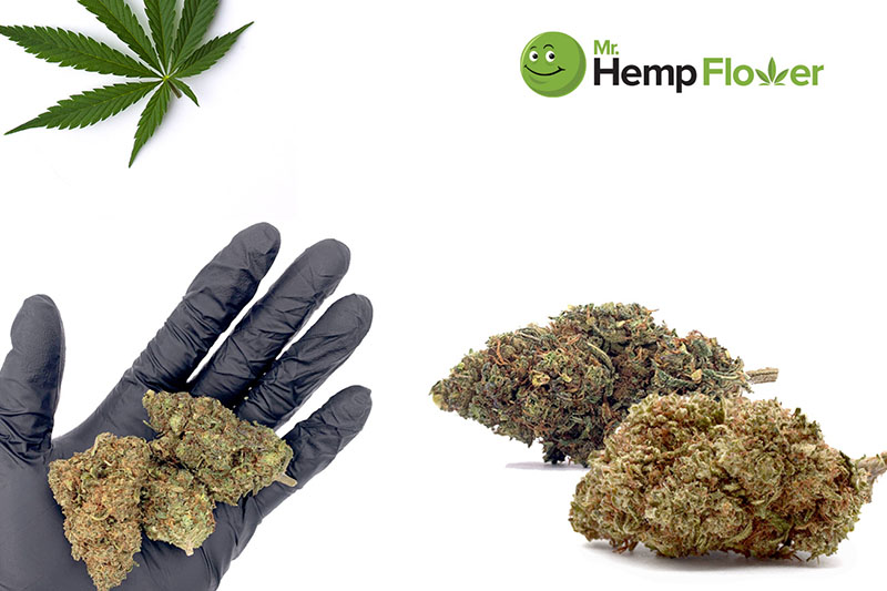 HHC Flower in Texas Laws