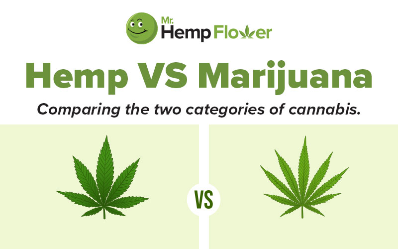 hemp vs marijuana