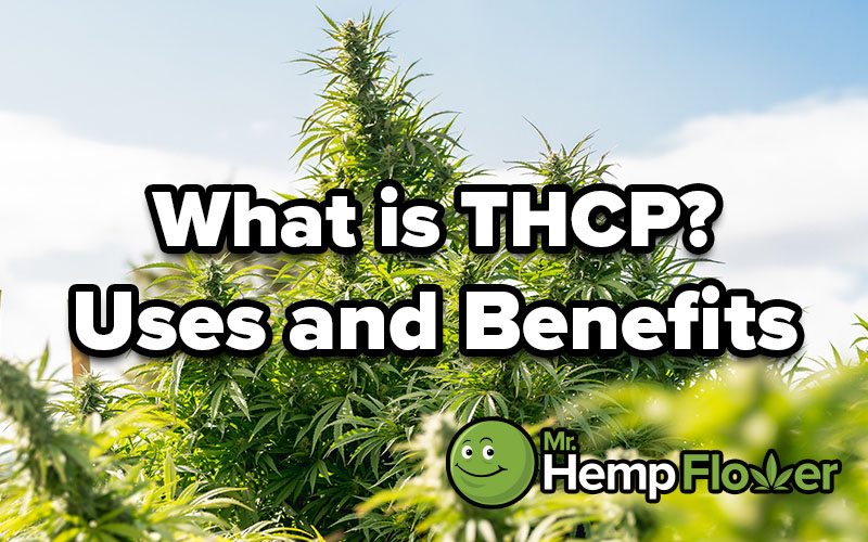 THCP