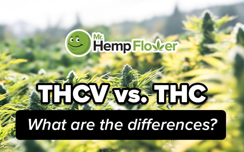 THCV vs thc