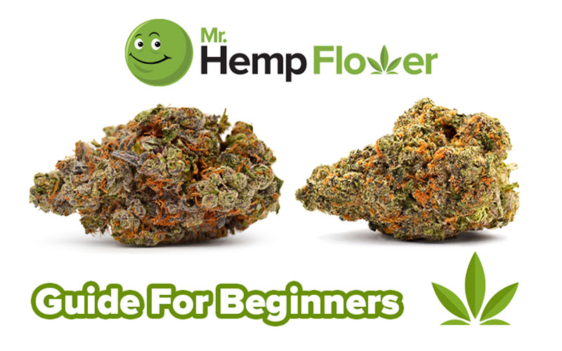 THCa Hemp Flower Beginners Guide