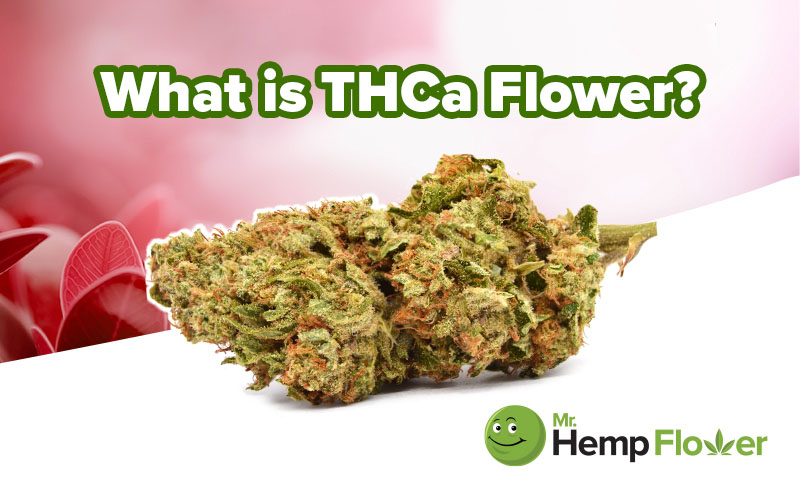 What is THCa Flower