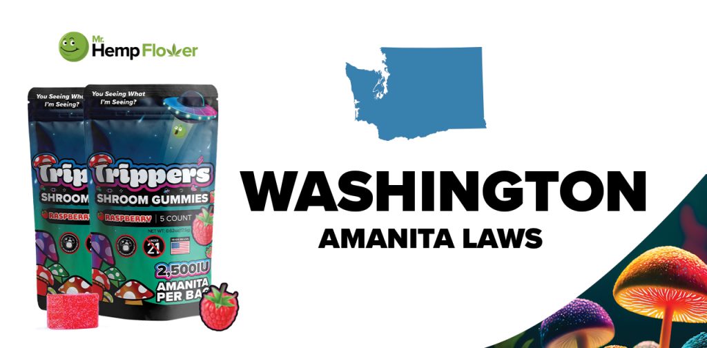 Is Amanita Mushroom Legal in Washington