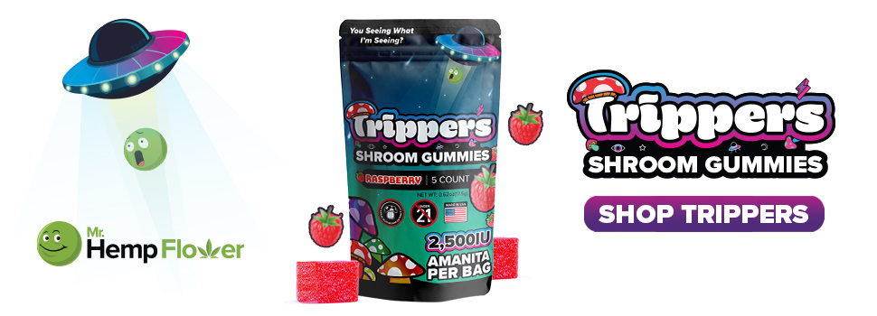 Buy Amanita Mushroom Gummies Colorado
